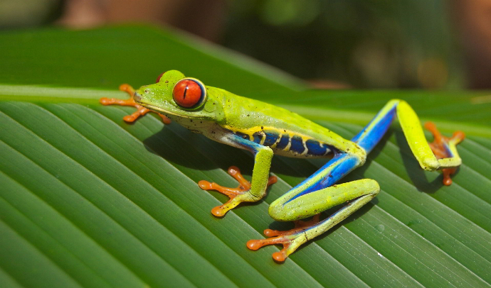 Costa Rica Tropical