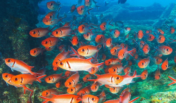 Excursiones opcionales Isla de Sal (Cabo Verde)