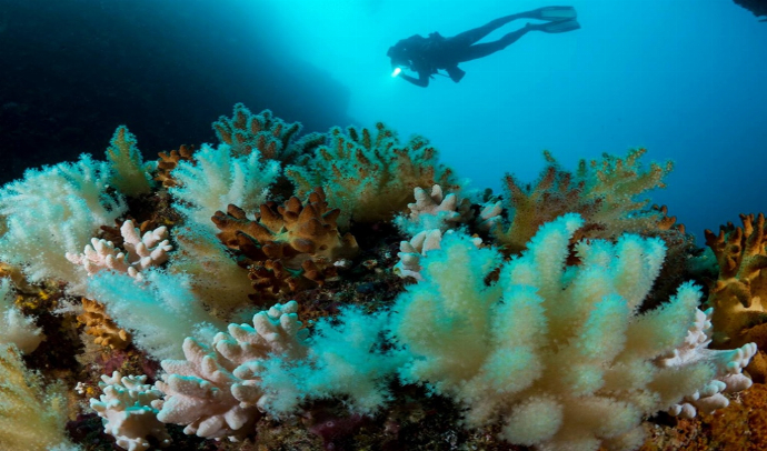 Programas de Buceo en Azores