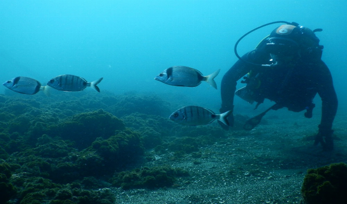 Programas de Buceo en Azores